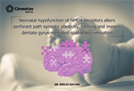 Dr. Emilio J. Galvan - Neonatal hypofunction of NMDA receptors alters perforant path synaptic plasticity, filtering and impairs dentate gyrus-mediated spatial discrimination