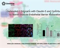 Mónica Díaz Coránguez - Disheveled-1 Interacts with Claudin-5 and Contributes to Norrin-Induced Endothelial Barrier Restoration