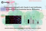 Dra. Mónica Díaz Coránguez - Disheveled-1 Interacts with Claudin-5 and Contributes to Norrin-Induced Endothelial Barrier Restoration