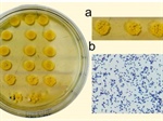 Exiguobacterium: Avances en su aplicación como probiótico en la acuicultura