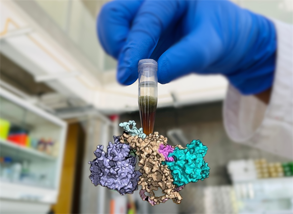 Estudiante de maestría en el Laboratorio de bioquímica estructural de proteínas