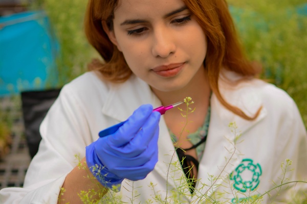 2024 Call for MS and PhD Programs in Plant Biotechnology, Cinvestav Irapuato