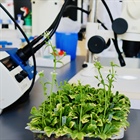 Posgrado en Biotecnología de  Plantas 2024  (Maestría y Doctorado)