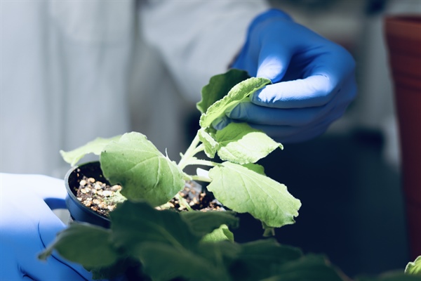 2024 Call for MS and PhD Programs in Plant Biotechnology, Cinvestav Irapuato