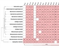 Conservation of the Pal/Rim Pathway in Ustilaginomycetes