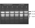 RNA Isolation Method in Marginal Crops with High Agronomic Potential