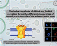 Emilio Galván - The bidirectional role of GABAA and GABAB receptors during the differentiation process of neural precursor cells of the subventricular zone