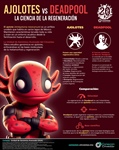 Ajolotes vs Deadpool. La ciencia de la regeneración