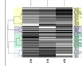 Multiple patterns of heterotic grouping in temperate and tropical maize hybrids