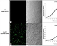 Influence of the low temperatures (18°C) in the generation of intracellular oxidative stress in the phytopathogen bacterium Pseudomonas savastanoi pv. phaseolicola NPS3121