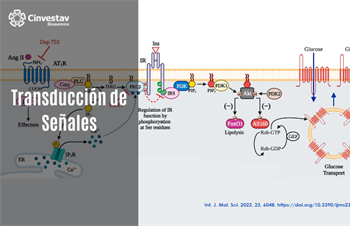 Transducción de señales