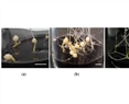 Molecular Insights into the Role of Sterols in Microtuber Development of Potato Solanum tuberosum L.