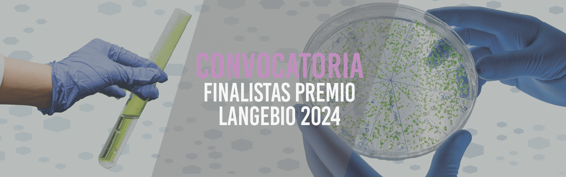 Finalistas Premio Langebio 2024