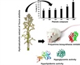 Nutraceutical Properties of the Hydroalcoholic Extract and Phenolic Compounds from Yucca aloifolia Edible Flowers