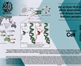 An archaic HLA class I receptor allele diversifies natural killer cell-driven immunity in First Nations peoples of Oceania