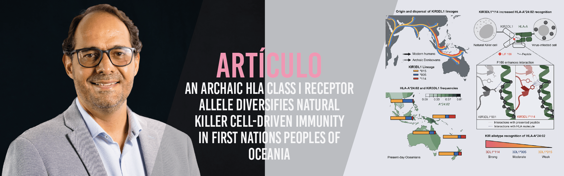 An archaic HLA class I receptor allele diversifies natural killer cell-driven immunity in First Nations peoples of Oceania