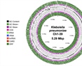 Whole genome sequencing data of Klebsiella pneumoniae Ch1-39 isolated from chili powder