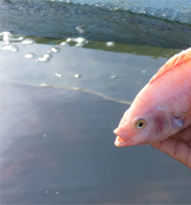 Tilapia, especie de interés biotecnológico