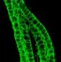 Biología Molecular y Biofísica de canales