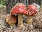 Hongos del Nevado de Toluca