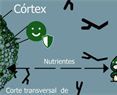 Ground tissue circuitry regulates organ complexity in maize and Setaria