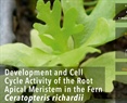 Development and Cell Cycle Activity of the Root Apical Meristem in the Fern Ceratopteris richardii