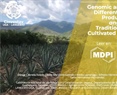 Genomic and Morphological Differentiation of Spirit Producing Agave angustifolia Traditional Landraces Cultivated in Jalisco, Mexico