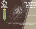 The protein–protein interaction landscape of transcription factors during gynoecium development in Arabidopsis