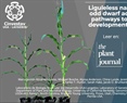 Liguleless narrow and narrow odd dwarf act in overlapping pathways to regulate maize development and metabolism