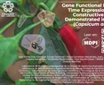 Gene Functional Networks from Time Expression Profiles: A Constructive Approach Demonstrated in Chili Pepper (Capsicum annuum L.)