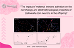 The impact of maternal immune activation on the morphology and electrophysiological properties of postnatally-born neurons in the offspring.