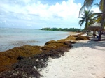 Analizan la situación del sargazo en seis playas de Quintana Roo