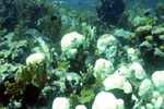 Arrecifes tenaces