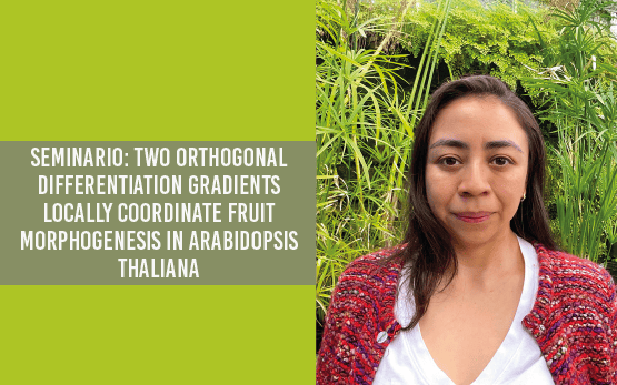 Seminario: Two orthogonal differentiation gradients locally coordinate fruit morphogenesis in Arabidopsis thaliana